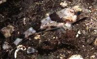 Moustache sculpin (Triglops murrayi)