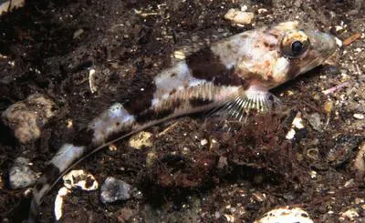 Moustache sculpin (Triglops murrayi)