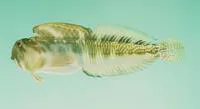 Moustached rockskipper (Antennablennius australis)
