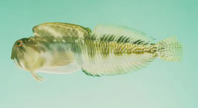 Moustached rockskipper (Antennablennius australis)