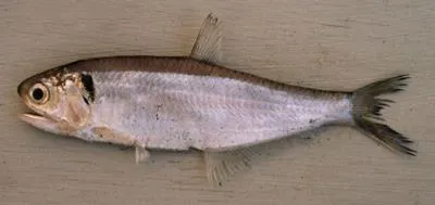 Moustached thryssa (Thryssa mystax)
