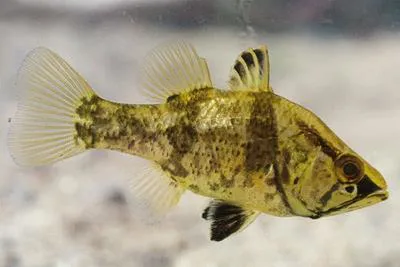 Mouth almighty (Glossamia aprion)
