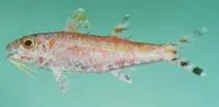 Moutham's goatfish (Upeneus mouthami)