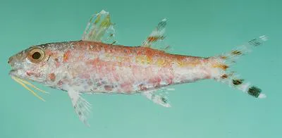 Moutham's goatfish (Upeneus mouthami)