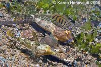 Moyer's dragonet (Synchiropus moyeri)