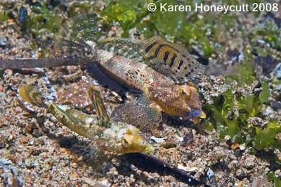 Moyer's dragonet (Synchiropus moyeri)