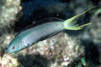 Mozambique fangblenny (Meiacanthus mossambicus)
