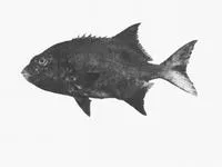 Mozambique knifejaw (Oplegnathus peaolopesi)