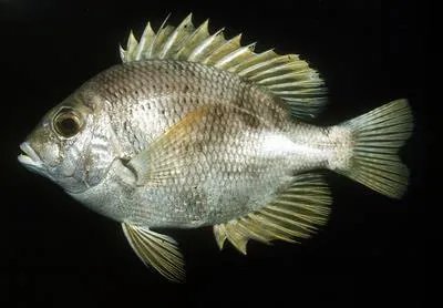 Mozambique large-eye bream (Wattsia mossambica)