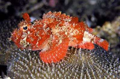 Mozambique scorpionfish (Parascorpaena mossambica)
