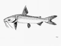 Mozambique sea catfish (Plicofollis polystaphylodon)
