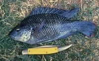 Mozambique tilapia (Oreochromis mossambicus)