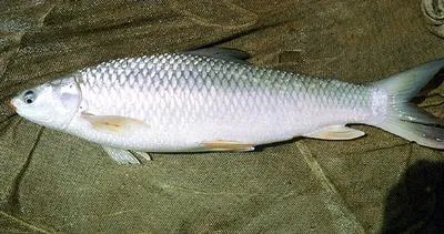 Mrigal carp (Cirrhinus cirrhosus)