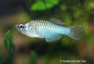 Mt. Nimba lampeye (Rhexipanchax nimbaensis)