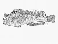 Mud blenny (Parablennius lodosus)