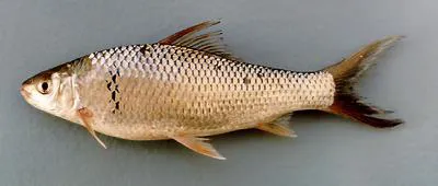 Mud carp (Cirrhinus molitorella)