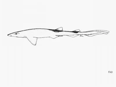 Mud catshark (Bythaelurus lutarius)