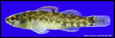 Mud darter (Etheostoma asprigene)