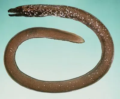 Mud-dwelling moray (Diaphenchelys pelonates)