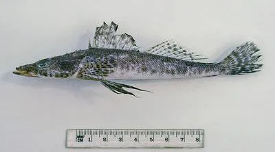 Mud flathead (Ambiserrula jugosa)