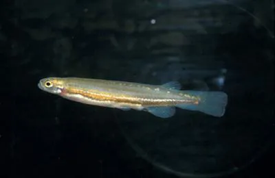 Mud minnow (Galaxiella munda)