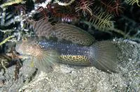 Mud reef-goby (Exyrias belissimus)
