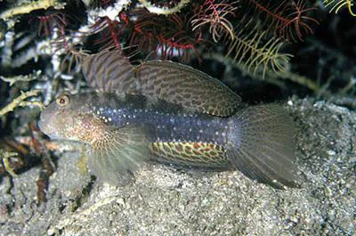 Mud reef-goby (Exyrias belissimus)