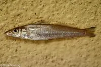 Mud sillago (Sillago lutea)