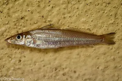 Mud sillago (Sillago lutea)