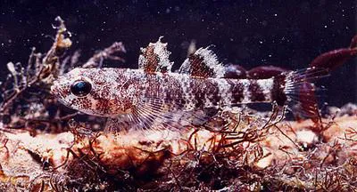 Mud sleeper (Butis koilomatodon)