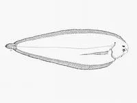 Mud sole (Austroglossus pectoralis)