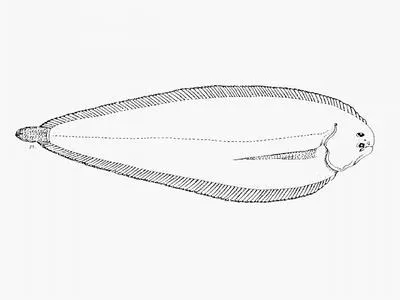 Mud sole (Austroglossus pectoralis)
