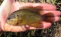 Mud sunfish (Acantharchus pomotis)