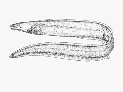 Muddy arrowtooth eel (Ilyophis brunneus)