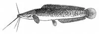 Mudfish (Clarias anguillaris)