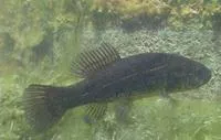 Mudminnow (Umbra krameri)