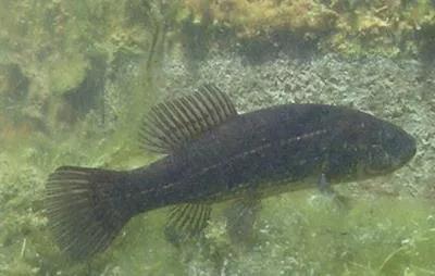 Mudminnow (Umbra krameri)