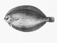 Mueller's flounder (Arnoglossus muelleri)