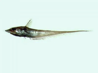 Mugura grenadier (Coelorinchus kishinouyei)