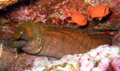 Mulatto conger (Enchelycore nigricans)