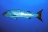Mullet snapper (Lutjanus aratus)