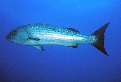 Mullet snapper (Lutjanus aratus)