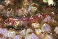 Multibarred triplefin (Axoclinus multicinctus)