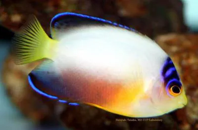Multicolor angelfish (Centropyge multicolor)