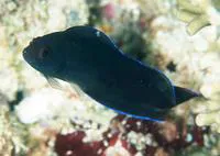Multicolored dottyback (Ogilbyina novaehollandiae)