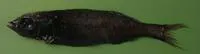 Multipore searsid (Normichthys operosus)