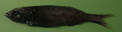 Multipore searsid (Normichthys operosus)