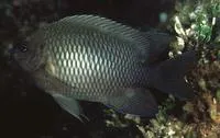 Multispine damselfish (Neoglyphidodon polyacanthus)
