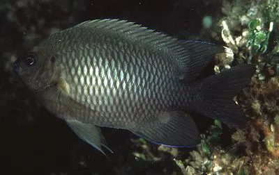 Multispine damselfish (Neoglyphidodon polyacanthus)