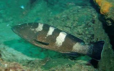 Multispotted grouper (Epinephelus gabriellae)